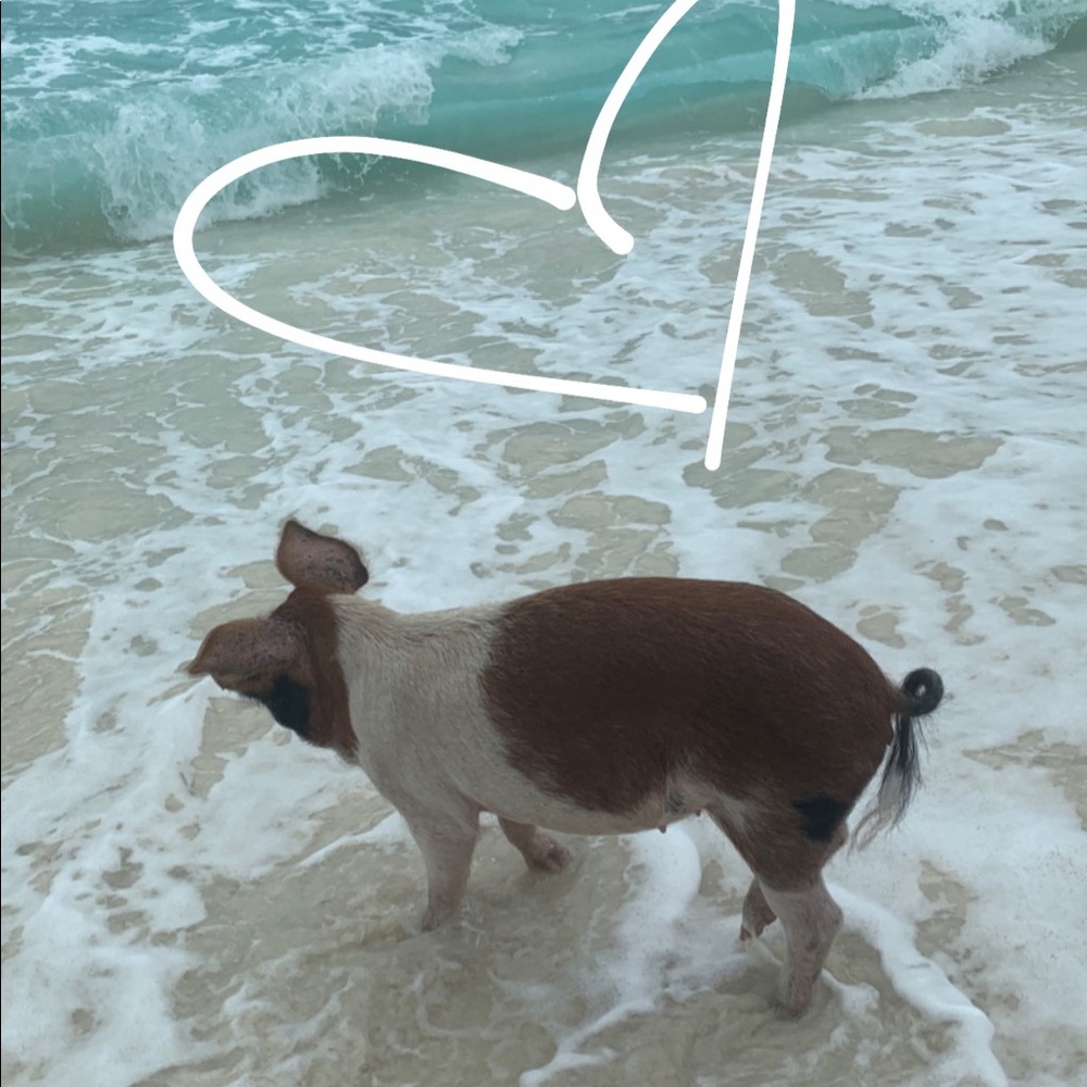 Meet your Posher, Nina